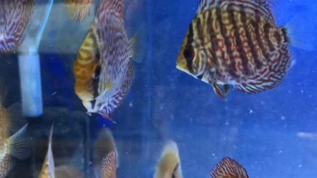 Cheshire oaks discus . 3 inch discus £15 смотреть онлайн
