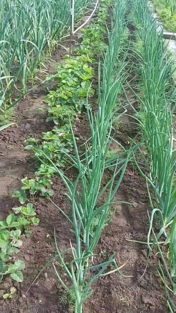 Пропалываем огород по мере возможности.