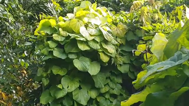Menispermum canadense lunoplod kanadský смотреть онлайн