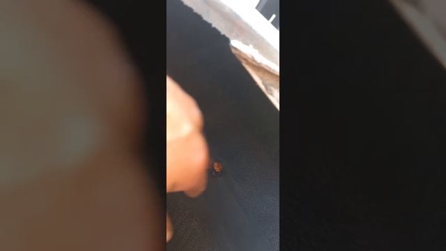 Шпильку поймал клиент смотреть онлайн