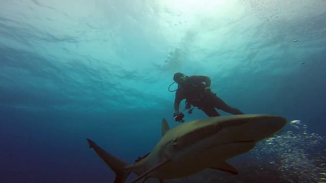 Jardines de la Reina Cuba "el ataque de los Tiburones""Shark attack" miedo profundo смотреть онлайн