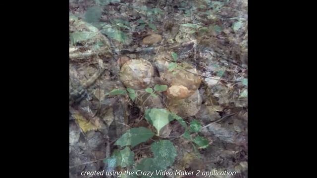 МАРИНОВАНІ ГРИБОЧКИ-СМАКОТА