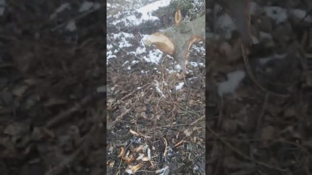 установка капканов на бобра смотреть онлайн