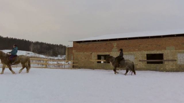 Заездка лошадей. Первая езда в смене. смотреть онлайн
