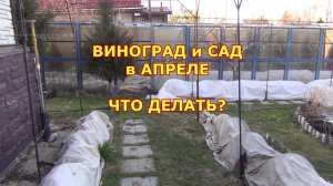 Виноград и сад в апреле. Что делать?