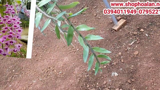 Bảng phi điệp red rose , pd tím thái khủng giá siêu rẻ ưu đãi 27-8. 0394011949-0795221331 смотреть онлайн