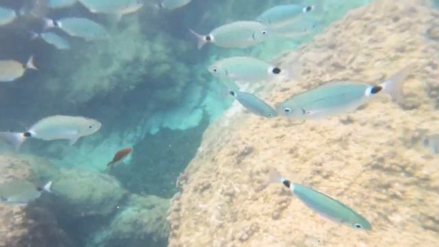 МАЙОРКА-Испания2024| CALA DEIA ,ДЕЯ КРАСИВОЕ МЕСТО САМОСТОЯТЕЛЬНО |#travel смотреть онлайн