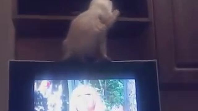 Кошка смотрит телек! смотреть онлайн