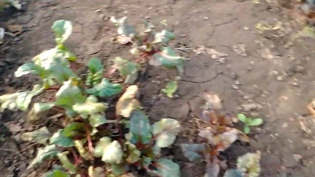 После засухи и после внесения биогумаса. Большой и экологический урожай морковки столовой свеклы.