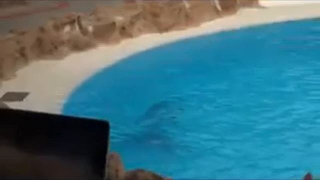 Dolphin смотреть онлайн