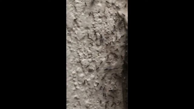 Mega Revoada de Paratrechina longicornis смотреть онлайн