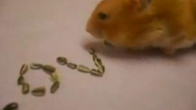 Хомячок  необычно пишет о любви).flv