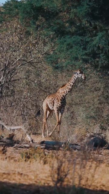 Giraffe Is Wandering In The Forest In Search Of Food|#subscribe#short #shortvideo#viral🦒🦒🦒 смотреть онлайн