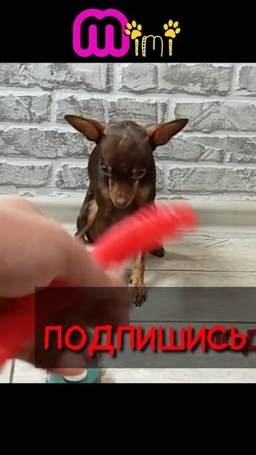 Я не Чапитосики но умею тоже выбирать. Симпл Димпл и Поп туб. Мимишная Мими смотреть онлайн