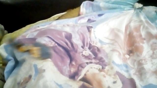 Моя кошка играет смотреть онлайн