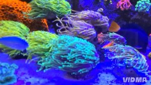 морской аквариум.