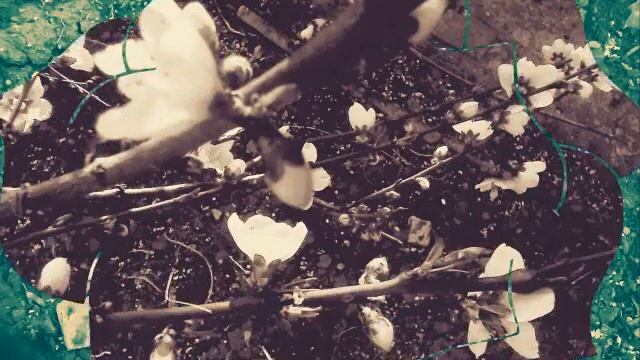 3 апреля 2020 год🌸 персик цветет смотреть онлайн