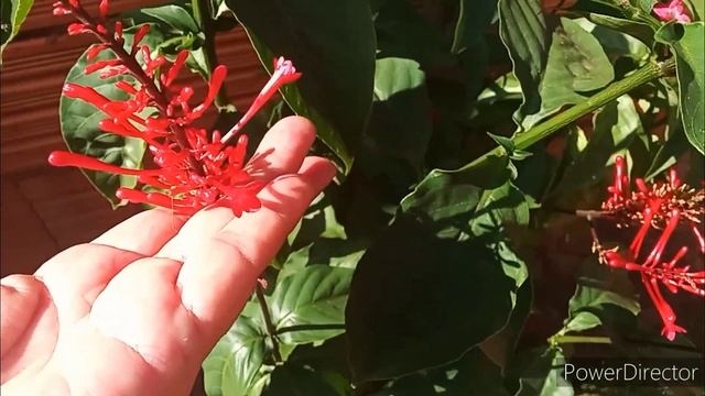 4 Plantas que atraem os Beija-flores смотреть онлайн