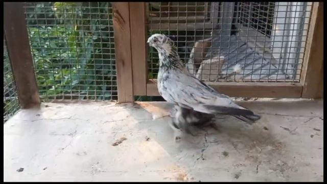 24 часа с красивыми голубями! Двухчубые голуби. Tauben. Pigeons. Palomas. Pombos. 비둘기.