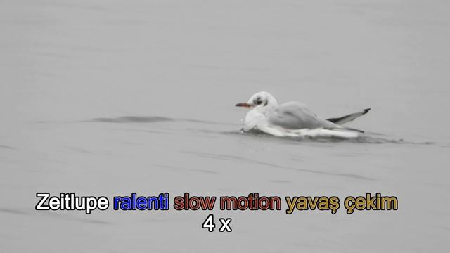 Lachmöwe - Mouette rieuse - Black-headed gull - Karabas Marti (Chroicocephalus ridibundus) смотреть онлайн