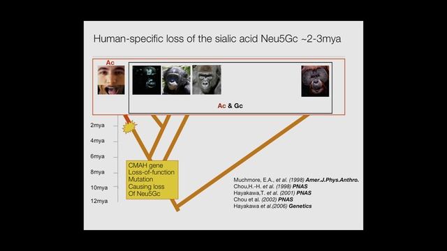 Origins of Genus Homo–A Potential Molecular Mechanism for the Speciation of Genus Homo смотреть онлайн