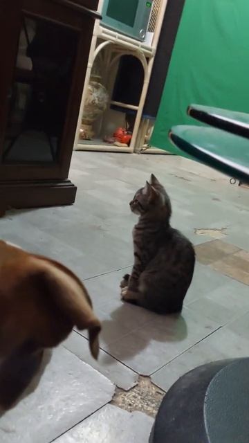 Pitbull Service Dog & Kitten Watching Red Dead Redemption 2 смотреть онлайн