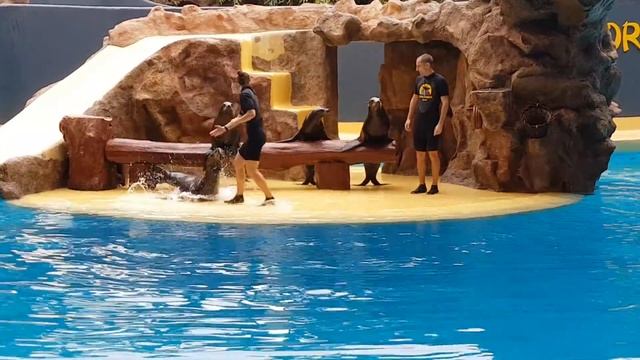 Шоу морских котиков Loro Parque смотреть онлайн