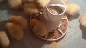 Цыплята бройлеры Росс308//подбираем поилку для цыплят...