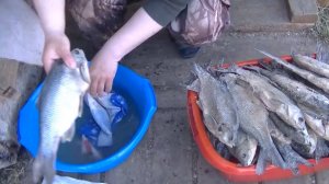 Засолка Язя Колодкой.  Очень Вкусно и без Описторхоза!