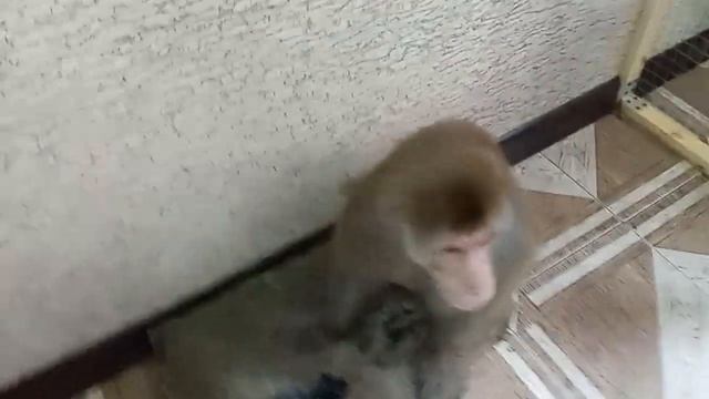 Обезьяна Гоша, дневные занятия смотреть онлайн