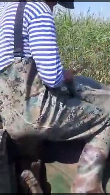 Воруют рыбу, хотябы сеть не оставили целым. 🤨 смотреть онлайн