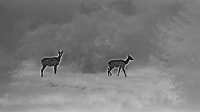 Hikmicro thunder Th35c clip-on thermal image scope. Jackal hunter.