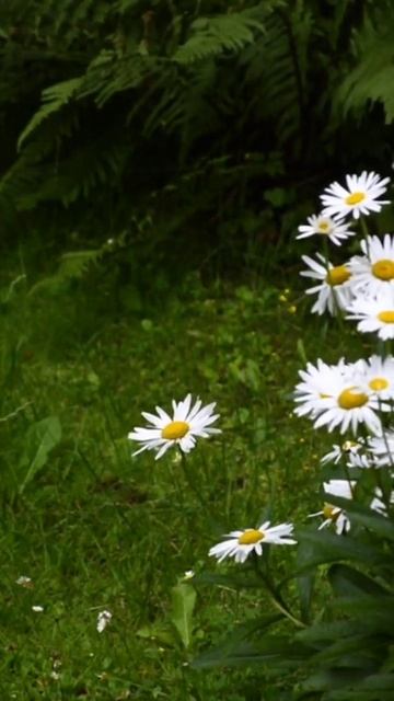 Natural Beauty 💗💗|Greenland