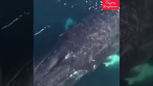 Voice Of Whale 🐳 #shorts #whale #mysterious