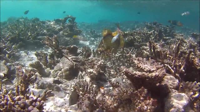 Maldives - Snorkeling - Eriyadu Island Resort