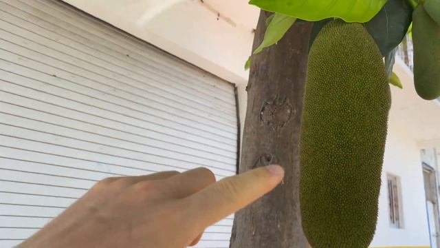 Джекфрут смотреть онлайн