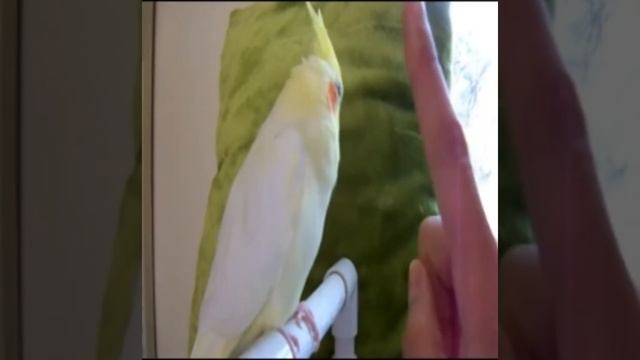 Blind Cockatiel Steps Up! смотреть онлайн