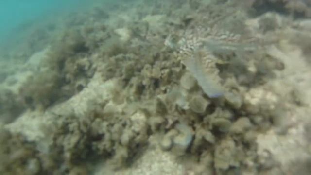 Peixe Volador ~ FULL HD ~ Flying Fish смотреть онлайн