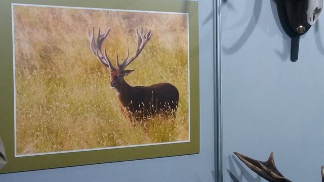 Un paseo por Cinegética 2019 | Dokyhunt смотреть онлайн