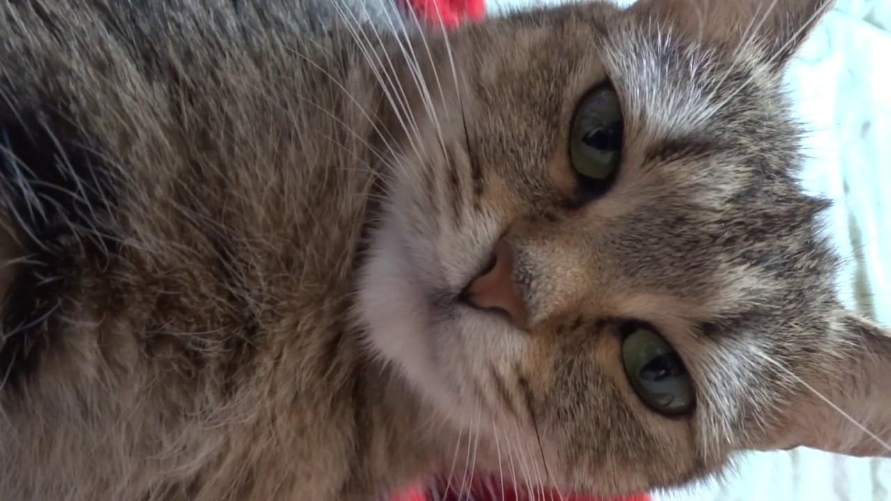 Мамина доча )