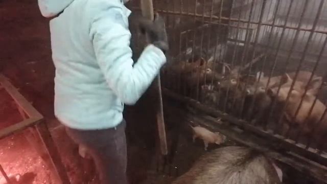 день сурка. #свиноводство #управка #хозяйство смотреть онлайн