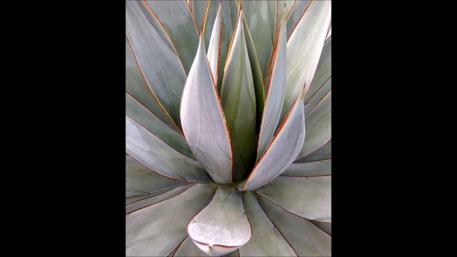 2017 01 18 San Diego Botanic Garden смотреть онлайн