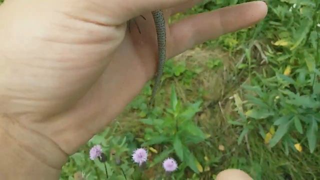 Отпускаю ящерку зязя и по поводу охоты на ящериц... смотреть онлайн