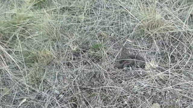 Чудная встреча. смотреть онлайн