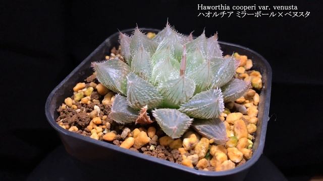 【解説】ハオルチア ミラーボール×ベヌスタ／ Haworthia Cooperi Var. Venusta