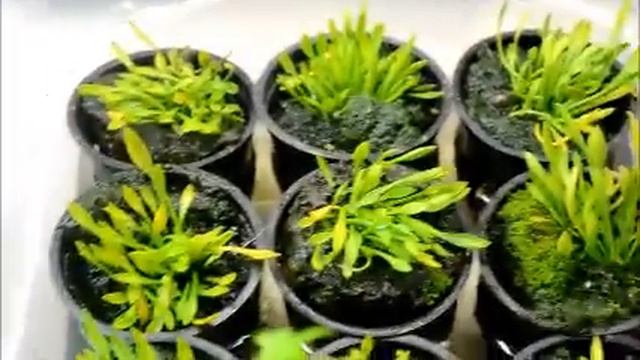 new plant tour florida sunset wendtii and more! смотреть онлайн