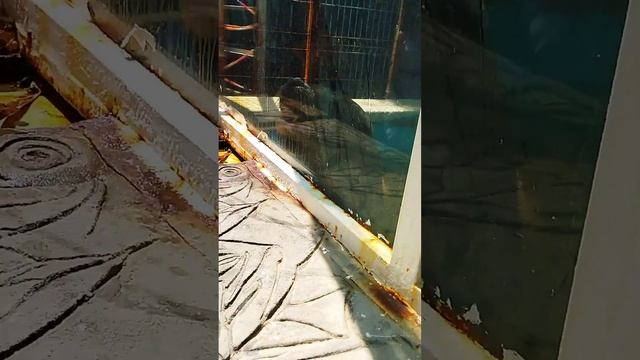 МОРСКОЙ КОТИК САФАРИ ПАРК.