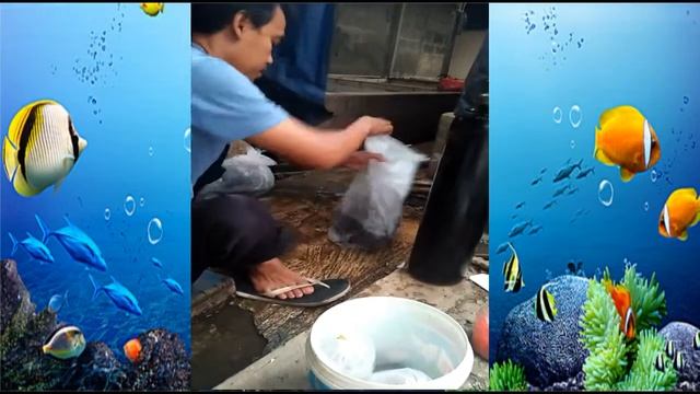 packaging of ornamental fish (black ghost) смотреть онлайн