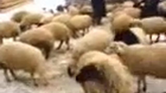 Dengbej,kürtçe,kurmanci