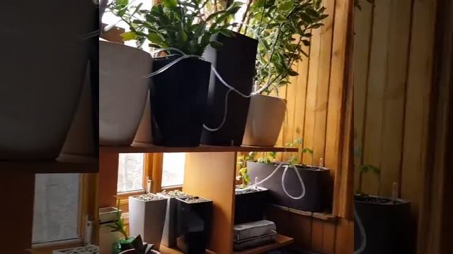 Автополив для комнатных растений!